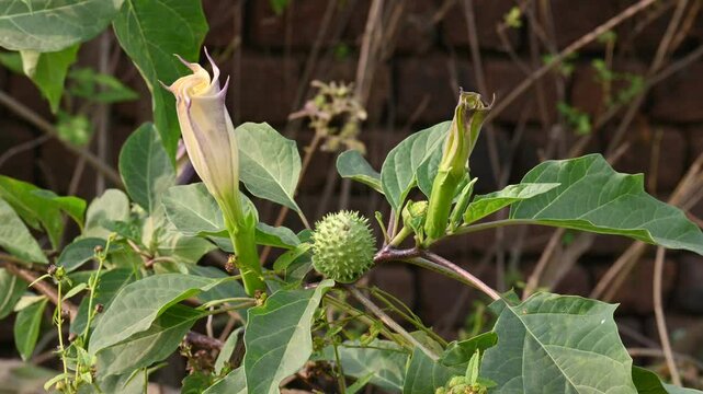 Datura plant fruits. It is species of highly&nbsp;poisonous,&nbsp;vespertine-flowering plants. Its common names thornapples, jimsonweeds, devil's trumpets, moonflower,&nbsp;devil's weed and stramonium.
