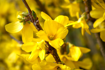 Forsythia, a shrub with yellow flowers from the oleaceae family at springtime