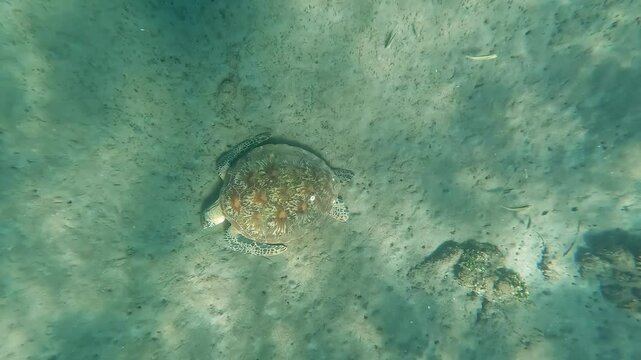 Top down view of green sea turtle eating seagrass on sandy seabed snorkelling in Amed, Bali Indonesia