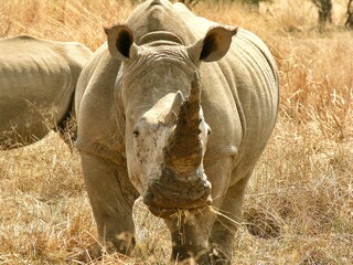 rhino in the grass
