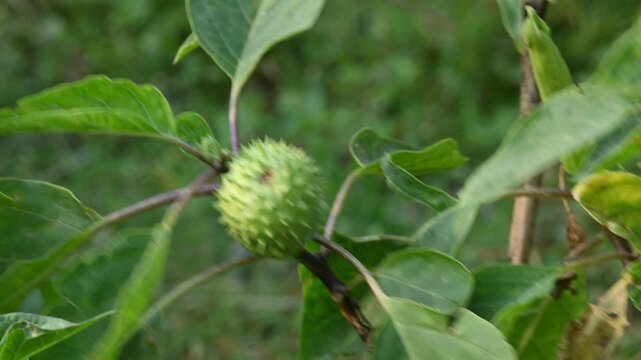 Datura plant fruits. It is species of highly&nbsp;poisonous,&nbsp;vespertine-flowering plants. Its common names thornapples, jimsonweeds, devil's trumpets, moonflower,&nbsp;devil's weed and stramonium.
