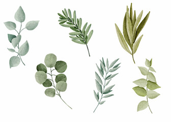 watercolor vector set of olive branch with green leaves for decorative cards. vector design.