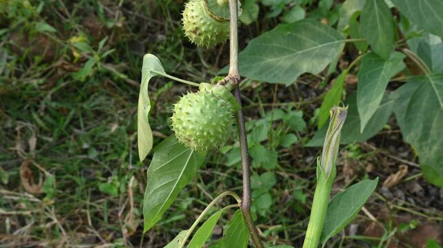 Datura plant fruits. It is species of highly&nbsp;poisonous,&nbsp;vespertine-flowering plants. Its common names thornapples, jimsonweeds, devil's trumpets, moonflower,&nbsp;devil's weed and stramonium.
