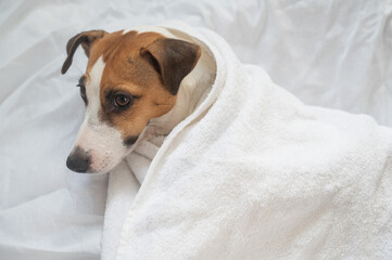 Jack Russell Terrier lying on his back wrapped in a white terry towel. 