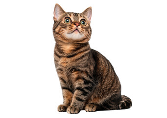 Obraz premium Curious tabby cat sits attentively looking up isolated on transparent background