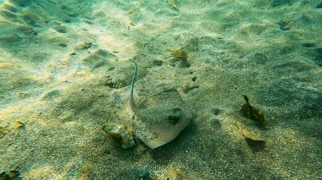 Closeup of Blue-spotted stingray Neotrygon kuhlii hiding in sandy seabed and swimming through ocean in Amed, Bali Indonesia