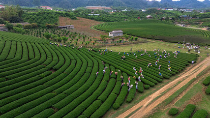 Tea harvest season at Moc Chau tea farm, Son La. The tea harvesting is completely manual, the bright green color of the tea tops is very beautiful. Photo taken in Moc Chau, Son La April 2025.	