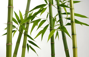 bamboo leaves isolated on white background, tree