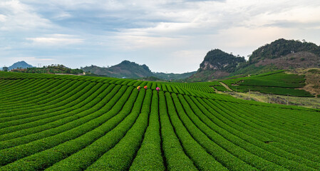 Tea harvest season at Moc Chau tea farm, Son La. The tea harvesting is completely manual, the bright green color of the tea tops is very beautiful. Photo taken in Moc Chau, Son La April 2025.	