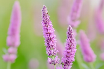 Obraz premium Blooming Pink Cosmos Flowers in Soft Focus Garden with Bright Natural Light and Bokeh Background