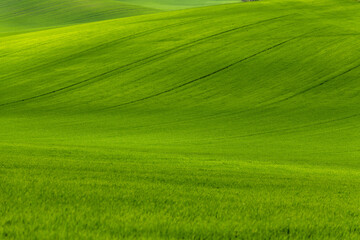 Green rolling fields in Czechia Moravia at spring