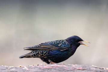 Star mit geöffnetem Schnabel