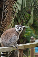 ワオキツネザル