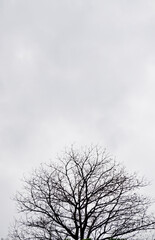 Leafless tree silhouette with white sky background