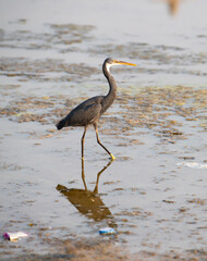Coastal western reef heron, Egretta gularis waddling through water, wildlife at the arabian sea, India, egret at the beach