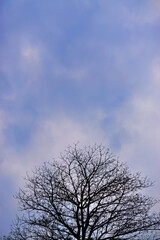 Leafless tree silhouette with clouds and blue sky background