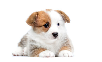 red and white puppy lies on a white background Welsh Corgi Pembroke breed