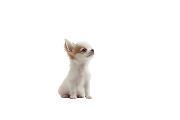 Transparent background cute Chihuahua puppy with digital effects