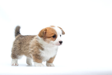 puppy looking sideways on white background breed welsh corgi pembroke