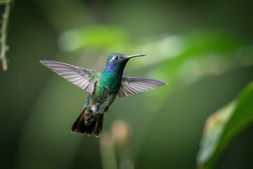 Fototapeta premium Colorful Hummingbird in Mid-Flight Surrounded by Lush Greenery in Tropical Paradise