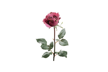 Fototapeta premium Transparent background single pink rose with leaves and stem