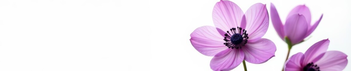 Obraz premium Vibrant purple anemone flower on pure white background, flora, floral, bloom