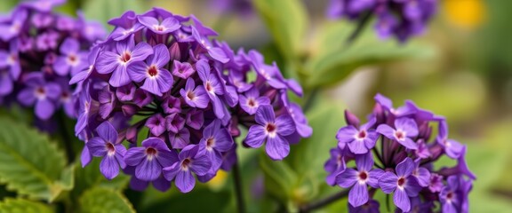 Vibrant purple heliotrope flowers, close-up view, flora,  purple flower