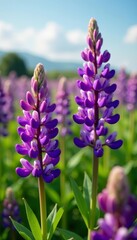Obraz premium Vibrant purple lupin flowers blooming in a sunny field, vibrant, nature, blooming