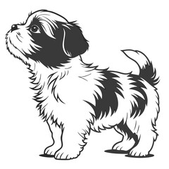 Shih Tzu Dog Illustration, Full Body, Looking Up, Black and White, Isolated on White