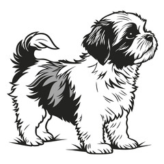 Cute Fluffy Shih Tzu Dog Standing Confidently, Adorable Puppy, Black and White