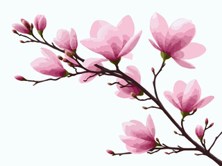 pink magnolia flower branch on white background