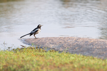 White browed wagtail or large pied wagtail, Motacilla maderaspatensis on the shore of the...