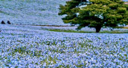 Nemophila Flower Field in Full Bloom at Hitachi Seaside Park, Ibaraki, Japan