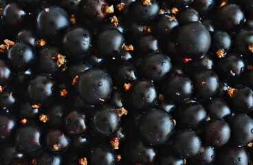A close-up shot of fresh ripe black currants