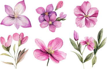 pink flowers on white background