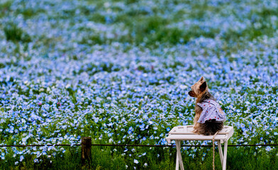 Stylish Dog Gazing Over a Blooming Nemophila Field in Spring at Hitachi Seaside Park, Japan
