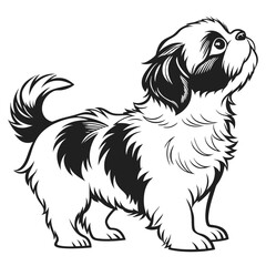 Shih Tzu Dog Outline Illustration, Standing Looking Upward, Fluffy Fur, Black and White