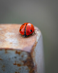 Discover the charm of the ladybug, a small yet fascinating insect known for its vibrant red and black spotted wings and its role in natural pest control.