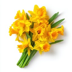 Bunch of yellow daffodils isolated on white background