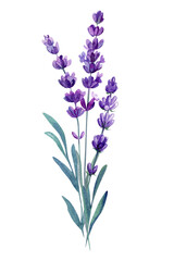 Fototapeta premium Lavender flower branch with green leaves, elegant botanical herbal design on white background, Watercolor wildflower
