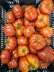 A full basket of vibrant heirloom tomatoes, showcasing a variety of shapes and sizes ready to eat.