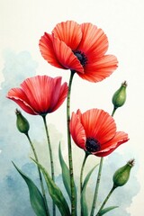 Obraz premium Watercolor poppies with delicate petals, floral, watercolor flowers, soft