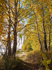 Autumn forest path with vibrant yellow leaves and birch trees creating a serene atmosphere for nature lovers and outdoor enthusiasts concept