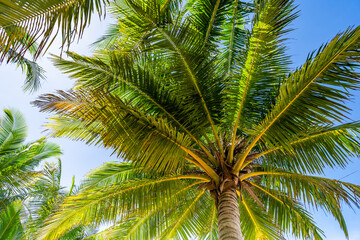Beautiful beach background, Natural landscape with coconut palm trees on the beach at Phuket Thailand,Beach and sea in sunny day, Beach sea space area nature background