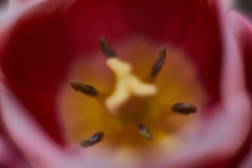 Macro close up red flower tulip