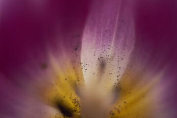 Macro close up pink flower tulip 
