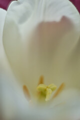 Macro close up white flower tulip