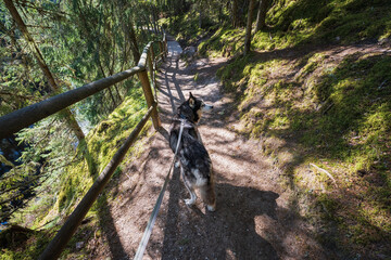 Siberian Husky walks along a winding forest path with a wooden fence on a sunny autumn or spring day.