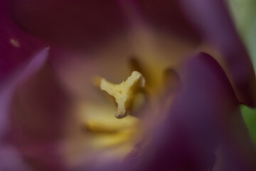 Macro close up crimson flower tulip