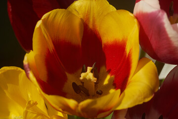Close up yellow-red flower tulip
